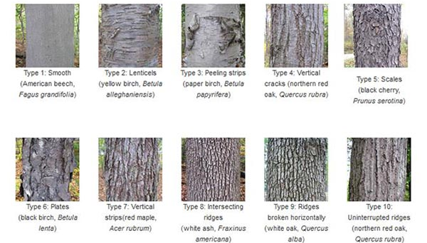 https://www.americanforests.org/wp-content/uploads/2013/01/10_bark_types.jpg
